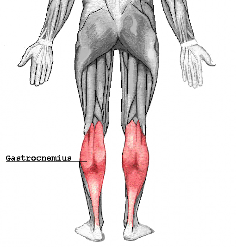 小辭典[93] 腓腸肌, Gastrocnemius 文章 運動筆記