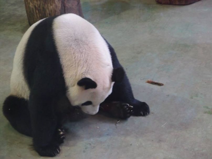 路線試跑 NB動物園路跑賽