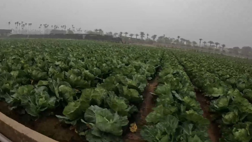 半馬當作全馬跑！？吃吃喝喝歡樂卓蘭馬！