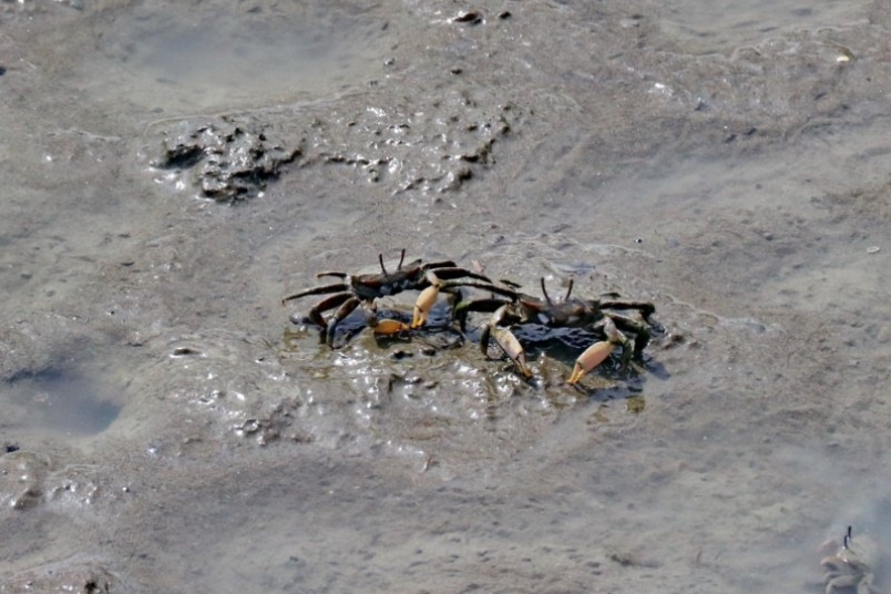賞蟹步道可以看到為數眾多的螃蟹及彈塗魚等濕地生物。 圖／陳威任 攝影