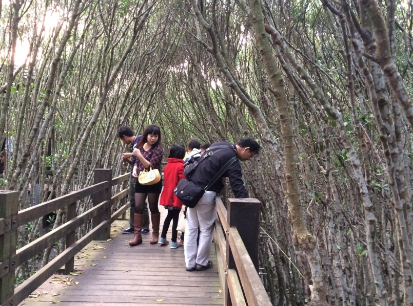 新竹縣新豐鄉紅毛港紅樹林生態遊憩區讓遊客除了戲水觀海之外，還能透過紅樹林步道的知...