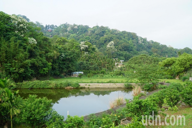 【賽事】內灣首封街 戀戀桐花全國馬拉松邊跑邊賞景