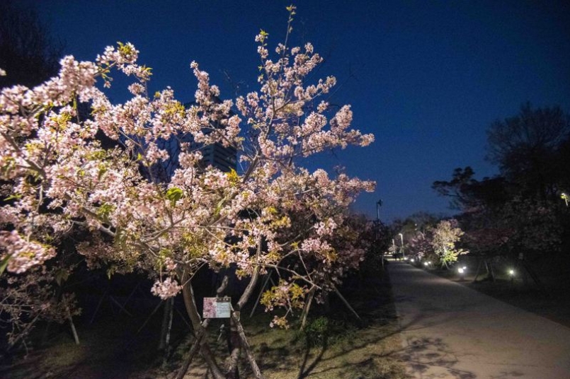 竹市長林智堅今推薦三大賞櫻勝地,包括新竹公園有「河津櫻」形成的櫻花林;有櫻花小徑之譽的汀甫圳,以富士櫻、墨染櫻、山櫻打造出漸層花林;還有「左岸櫻花車道」嬌小河津櫻綻放。圖/新竹市政府提供 竹市長林智堅今推薦三大賞櫻勝地,包括新竹公園有「河津櫻」形成的櫻花林;有櫻花小徑之譽的汀甫圳,以富士櫻、墨染櫻、山櫻打造出漸層花林;還有「左岸櫻花車道」嬌小河津櫻綻放。圖/新竹市政府提供