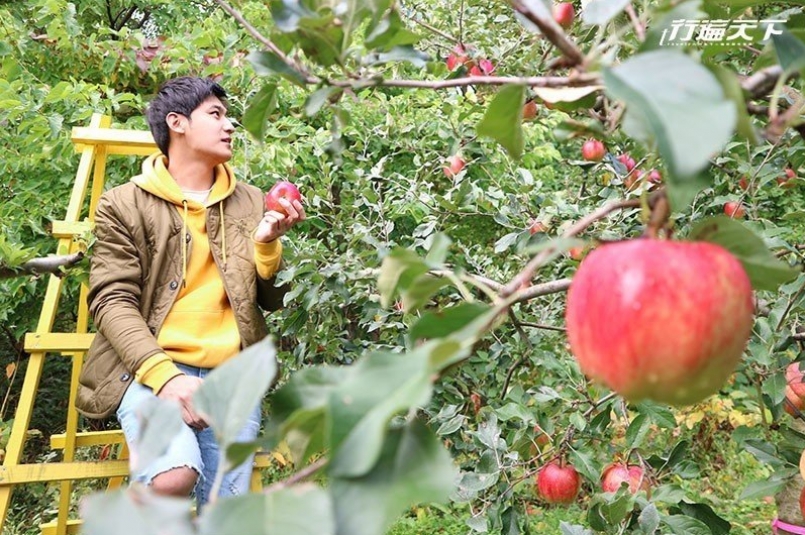 在マルゼン佐藤果樹園親摘蘋果邊吃新鮮果味，體近北海道田園生活。 　攝影｜行遍天...