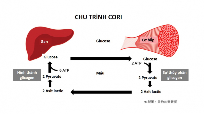 Axit Lactic và Nguyên Nhân Gây Mỏi Cơ