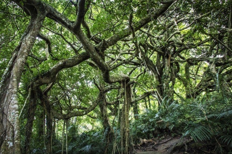 ▲外媒推薦秘境體驗-鸞山森林榕樹。（圖／Tripbaa趣吧！亞洲自由行專家）