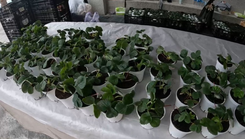 半馬當作全馬跑！？吃吃喝喝歡樂卓蘭馬！