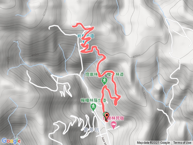 燈篙林道，獨立樟，望林找龜