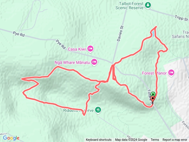紐西蘭南島TrackTalbotForest