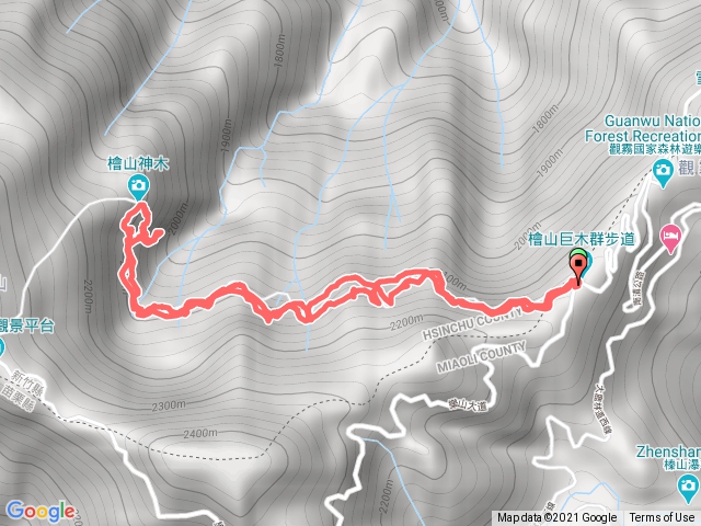 觀霧檜木巨木步道