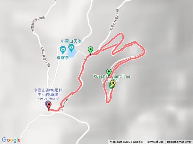 大雪山神木