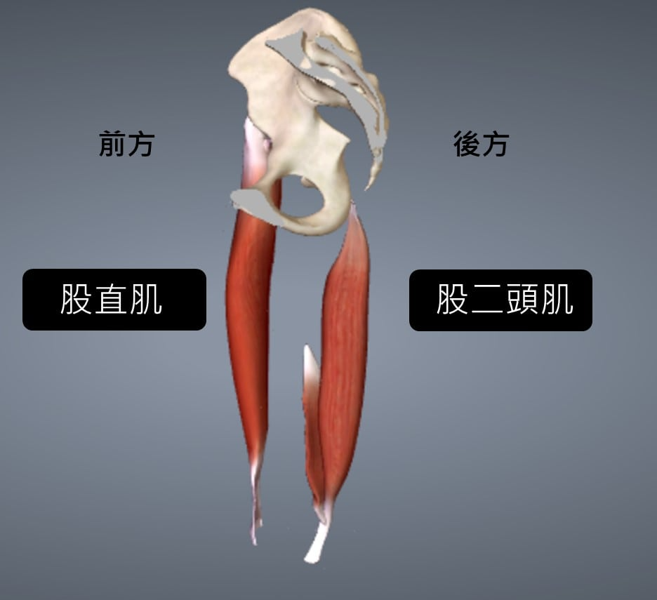 骨盆2.jpg