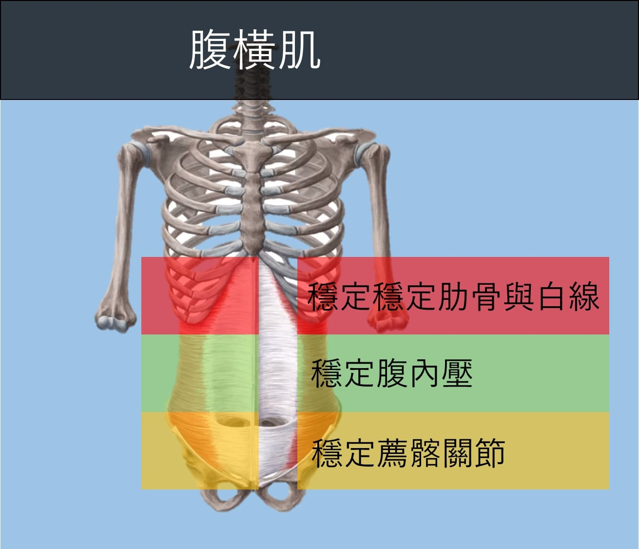 腹橫肌.jpg