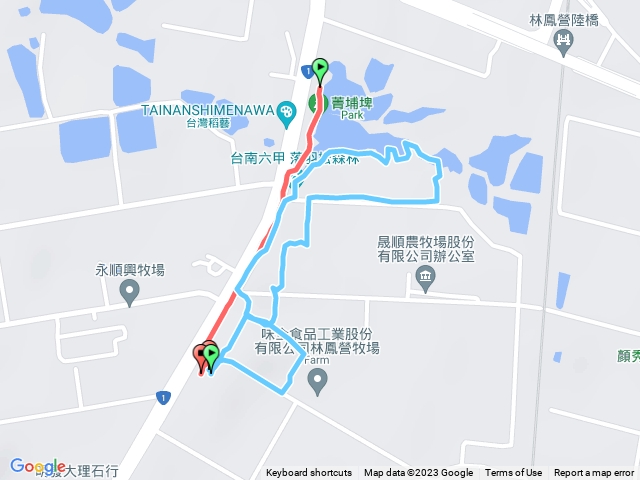 六甲菁埔埤落羽松