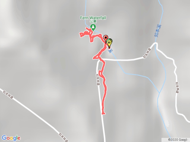 知本林道白榕樹