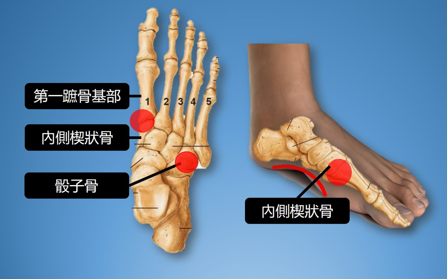 foot anatomy2