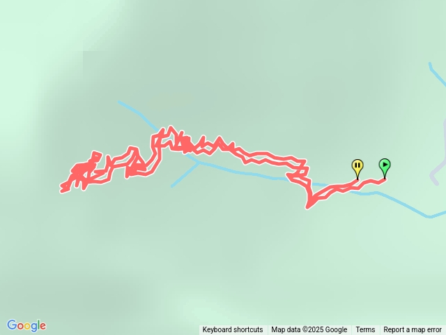 大林油杉歩道預覽圖