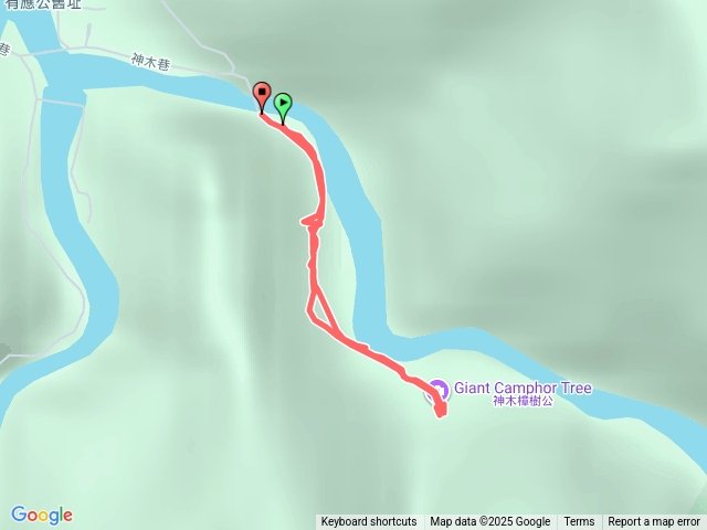 神木村千年樟樹20251211