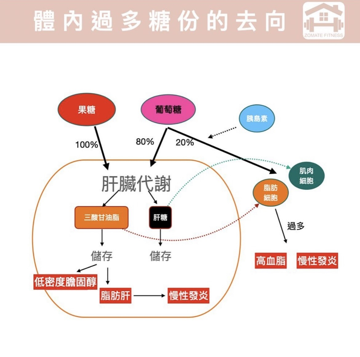 【知識】膽固醇知多少！？健康飲食與適當運